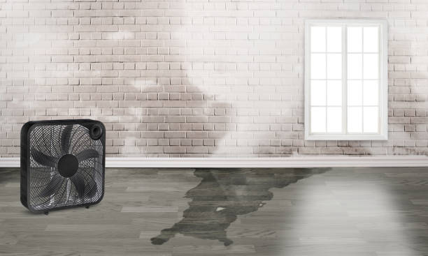 Best Carpet water damage restoration  in Streamwood, IL